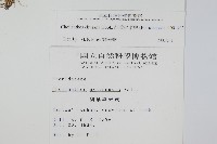 細葉碎米蕨藏品圖，第2張