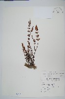 細葉碎米蕨藏品圖，第1張