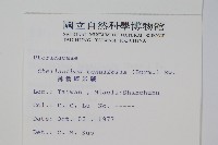 薄葉碎米蕨藏品圖，第2張