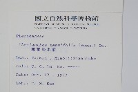 薄葉碎米蕨藏品圖，第2張