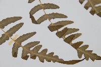 栗蕨藏品圖，第4張