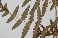 栗蕨藏品圖，第5張