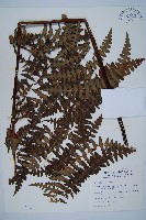 栗蕨藏品圖，第1張