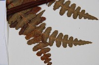 栗蕨藏品圖，第3張