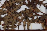 栗蕨藏品圖，第4張