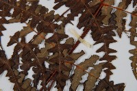 栗蕨藏品圖，第5張