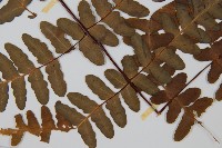 栗蕨藏品圖，第3張