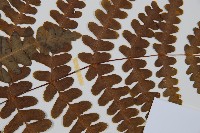 栗蕨藏品圖，第4張