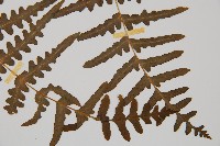 栗蕨藏品圖，第3張