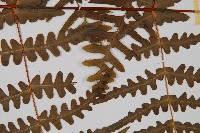 栗蕨藏品圖，第4張