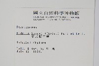 亨氏擬旱蕨藏品圖，第2張