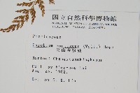 高山金粉蕨藏品圖，第2張