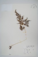 高山金粉蕨藏品圖，第1張