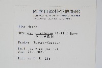 高山金粉蕨藏品圖，第2張