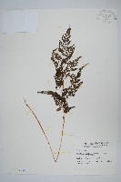 高山金粉蕨藏品圖，第1張