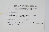 高山金粉蕨藏品圖，第2張