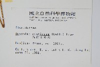 高山金粉蕨藏品圖，第2張