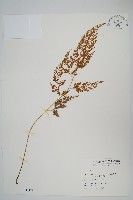 日本金粉蕨藏品圖，第1張