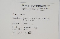 日本金粉蕨藏品圖，第2張