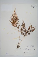 日本金粉蕨藏品圖，第1張