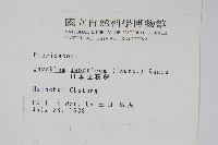 日本金粉蕨藏品圖，第2張