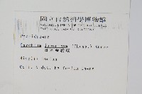 日本金粉蕨藏品圖，第2張