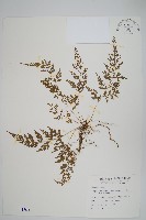 日本金粉蕨藏品圖，第1張