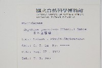 日本金粉蕨藏品圖，第2張
