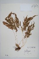 日本金粉蕨藏品圖，第1張