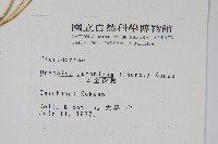日本金粉蕨藏品圖，第2張