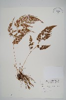 日本金粉蕨藏品圖，第1張