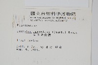 日本金粉蕨藏品圖，第2張