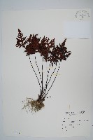 黑心蕨藏品圖，第1張