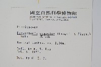 黑心蕨藏品圖，第2張