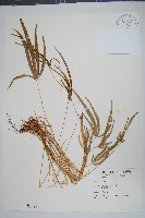 掌鳳尾蕨藏品圖，第1張