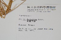 掌鳳尾蕨藏品圖，第2張