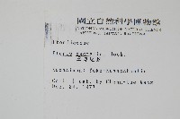 掌鳳尾蕨藏品圖，第2張