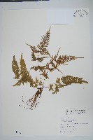 天草鳳尾蕨藏品圖，第1張