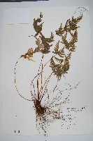 天草鳳尾蕨藏品圖，第1張