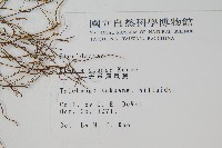 天草鳳尾蕨藏品圖，第2張