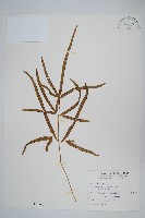 箭葉鳳尾蕨藏品圖，第1張