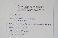 箭葉鳳尾蕨藏品圖，第2張