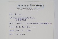 箭葉鳳尾蕨藏品圖，第2張