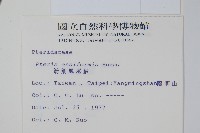 箭葉鳳尾蕨藏品圖，第2張