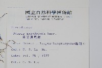 箭葉鳳尾蕨藏品圖，第2張