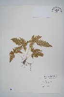 傅氏鳳尾蕨藏品圖，第1張