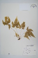 傅氏鳳尾蕨藏品圖，第1張