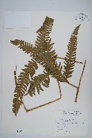 三角脈鳳尾蕨藏品圖，第1張