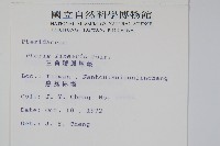 三角脈鳳尾蕨藏品圖，第2張