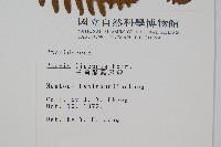 三角脈鳳尾蕨藏品圖，第2張